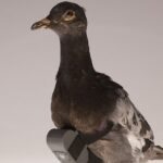 10 Unsettling Spy Gadgets