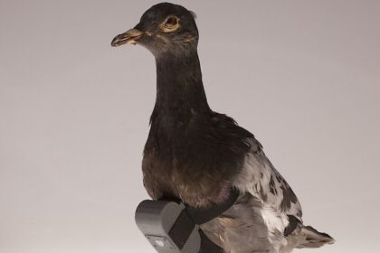 10 Unsettling Spy Gadgets