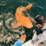 Rare Orange Nurse Shark Spotted Off Of Costa Rica