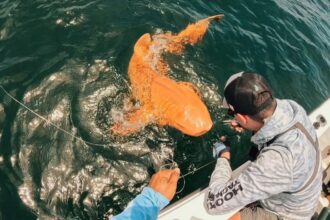 Rare Orange Nurse Shark Spotted Off Of Costa Rica