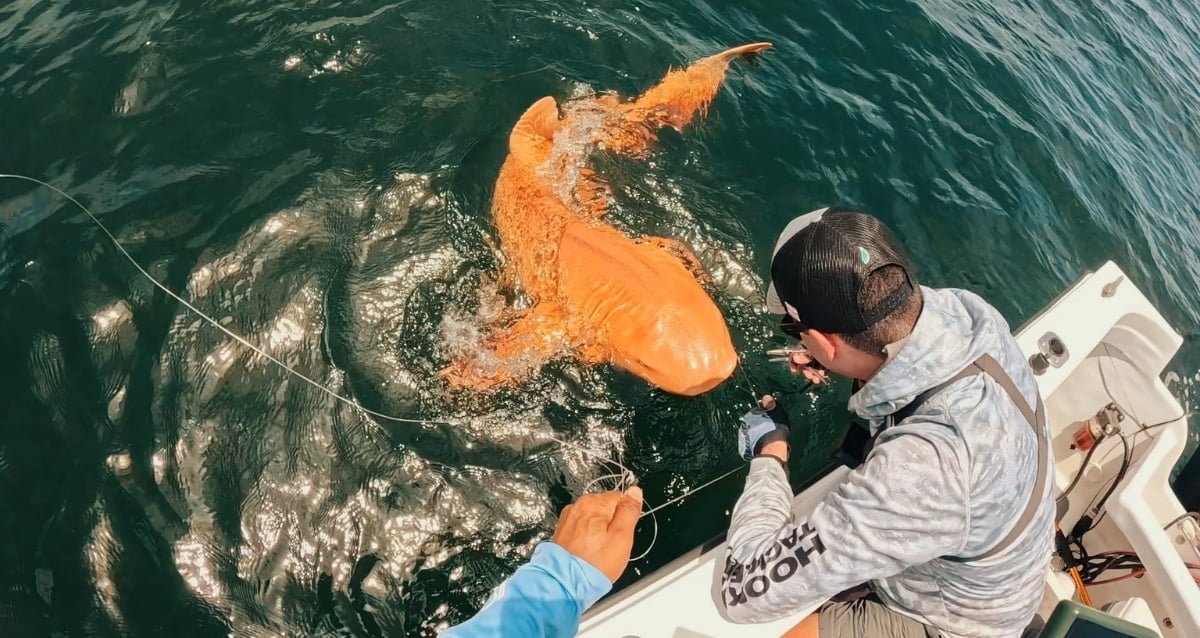 Rare Orange Nurse Shark Spotted Off Of Costa Rica