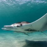 Scientists Have Found A Third Species Of Manta Ray