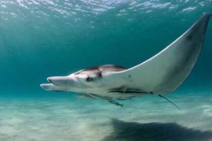 Scientists Have Found A Third Species Of Manta Ray