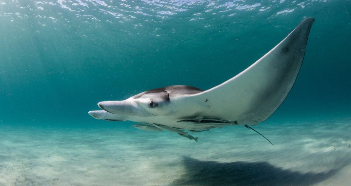 Scientists Have Found A Third Species Of Manta Ray