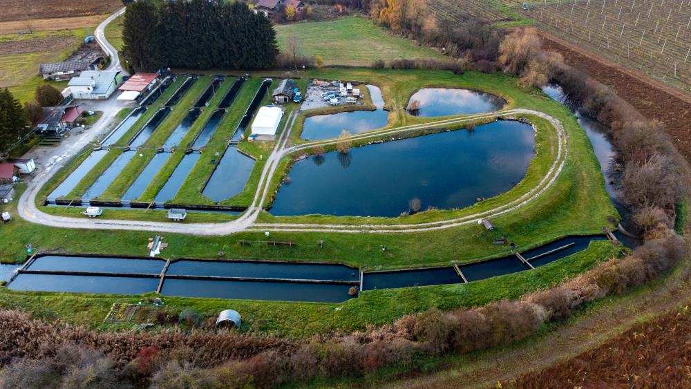 Is Aquaculture a Sustainable Way to Produce Fish and Seafood?