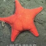 ‘Big-Butt Starfish’ Documented Off The Coast Of Argentina