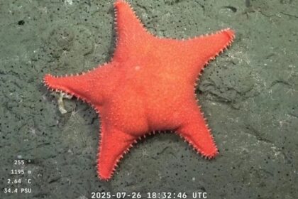 ‘Big-Butt Starfish’ Documented Off The Coast Of Argentina
