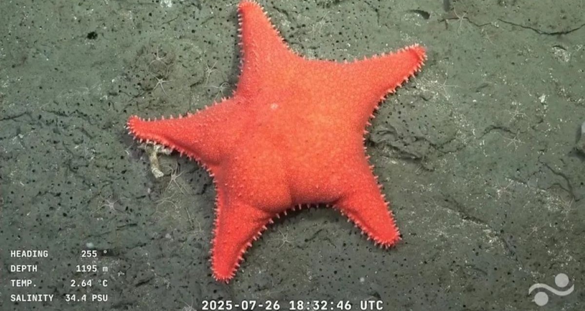 ‘Big-Butt Starfish’ Documented Off The Coast Of Argentina