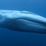 A Farmer Stumbled Upon The Largest Blue Whale Fossil Ever Found