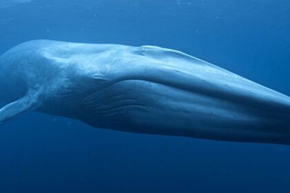 A Farmer Stumbled Upon The Largest Blue Whale Fossil Ever Found