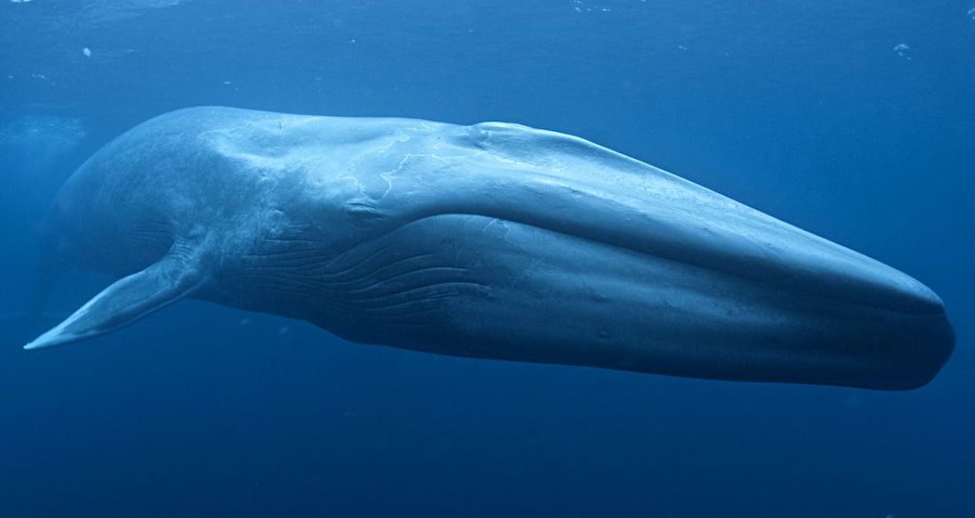 A Farmer Stumbled Upon The Largest Blue Whale Fossil Ever Found