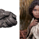 Scientists Recover Full Human Genome From 5,700-Year-Old Gum