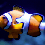 10 Incredible Animals That Can Switch Their Sex