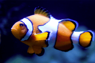 10 Incredible Animals That Can Switch Their Sex