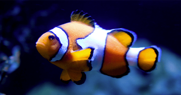 10 Incredible Animals That Can Switch Their Sex