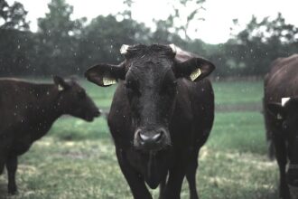 10 Popular Street Foods You’ve Probably Never Tried