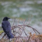 What is the Smartest Animal in the World?