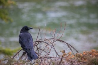 What is the Smartest Animal in the World?