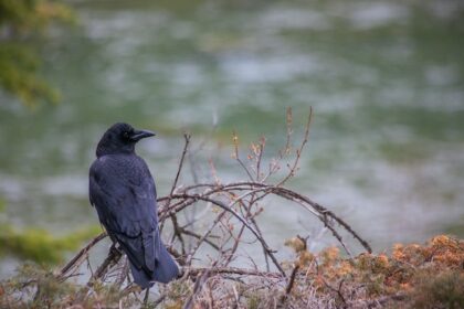 What is the Smartest Animal in the World?