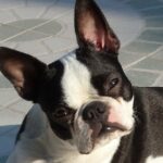 Why Are There So Many Kinds of Dogs?