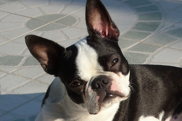 Why Are There So Many Kinds of Dogs?