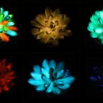Scientists Develop Multicolored, Glow-In-The-Dark Succulents