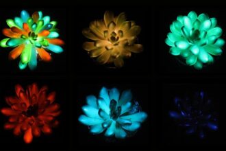 Scientists Develop Multicolored, Glow-In-The-Dark Succulents