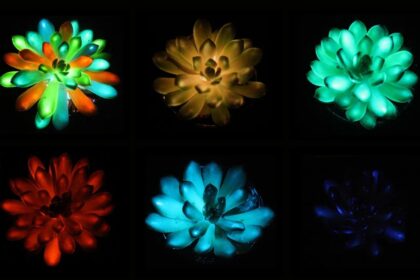 Scientists Develop Multicolored, Glow-In-The-Dark Succulents