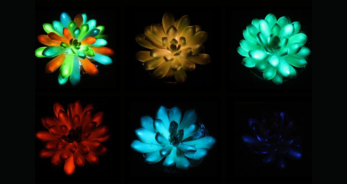 Scientists Develop Multicolored, Glow-In-The-Dark Succulents