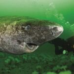 The Fish That Can Live For 500 Years