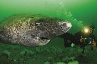 The Fish That Can Live For 500 Years