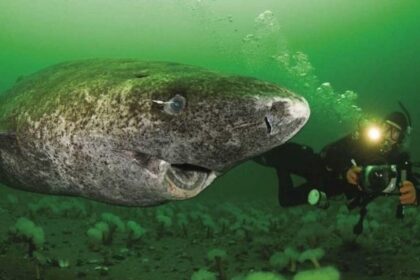 The Fish That Can Live For 500 Years