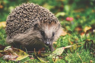 Funky Foods From Ancient Egypt
