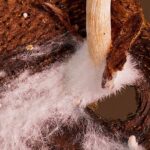 What Can Mycelial Networks Do?