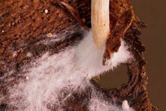 What Can Mycelial Networks Do?