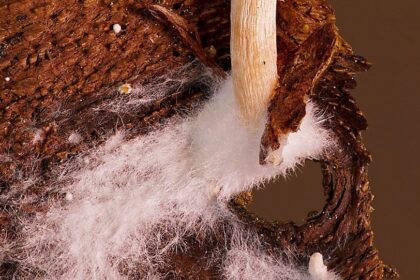 What Can Mycelial Networks Do?