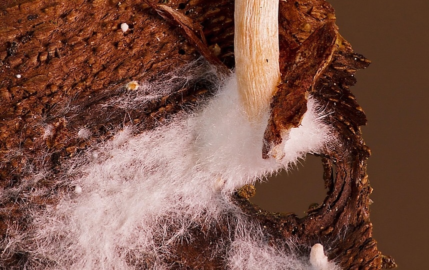 What Can Mycelial Networks Do?