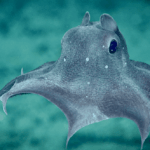 The 10 Weirdest Octopuses In The Ocean