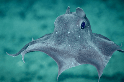 The 10 Weirdest Octopuses In The Ocean