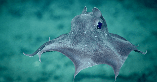The 10 Weirdest Octopuses In The Ocean