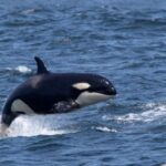 10 Orca Quirks That Will Make You Forget the Boat Attacks