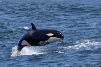 10 Orca Quirks That Will Make You Forget the Boat Attacks