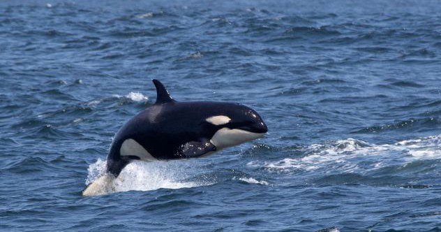 10 Orca Quirks That Will Make You Forget the Boat Attacks