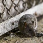 This ‘Garbage and Rats’ Tour Highlights New York City’s Rodent Residents