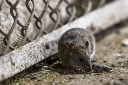 This ‘Garbage and Rats’ Tour Highlights New York City’s Rodent Residents