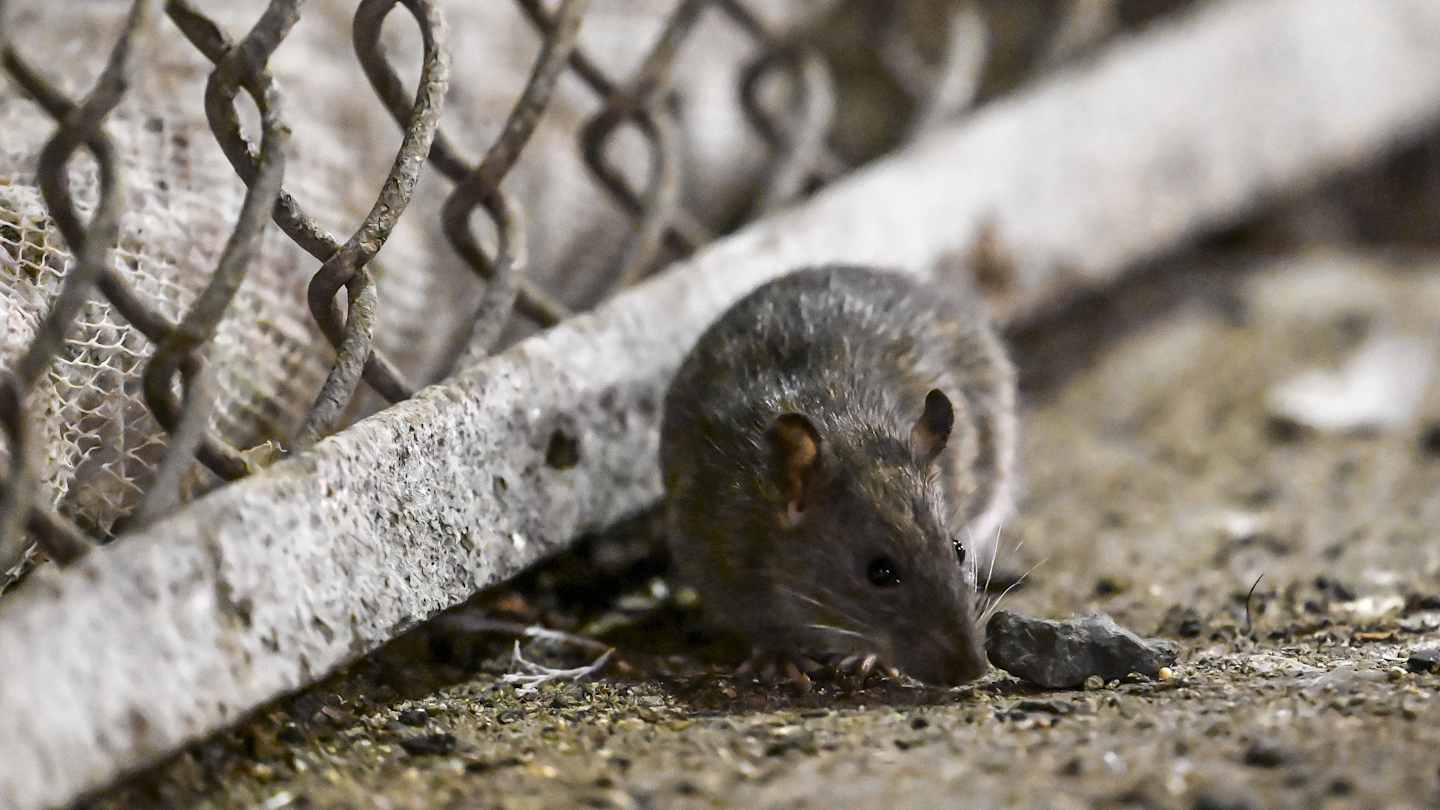 This ‘Garbage and Rats’ Tour Highlights New York City’s Rodent Residents