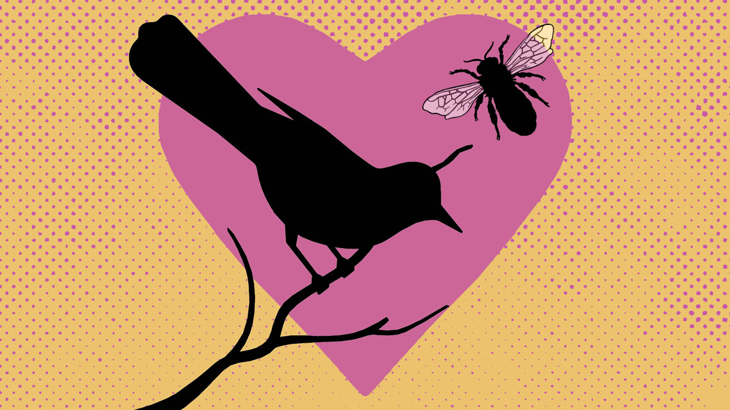 Where Does the Term ‘The Birds and The Bees’ Come From?