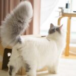 Why Is My Cat’s Tail All Puffed Up?