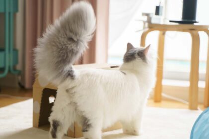 Why Is My Cat’s Tail All Puffed Up?
