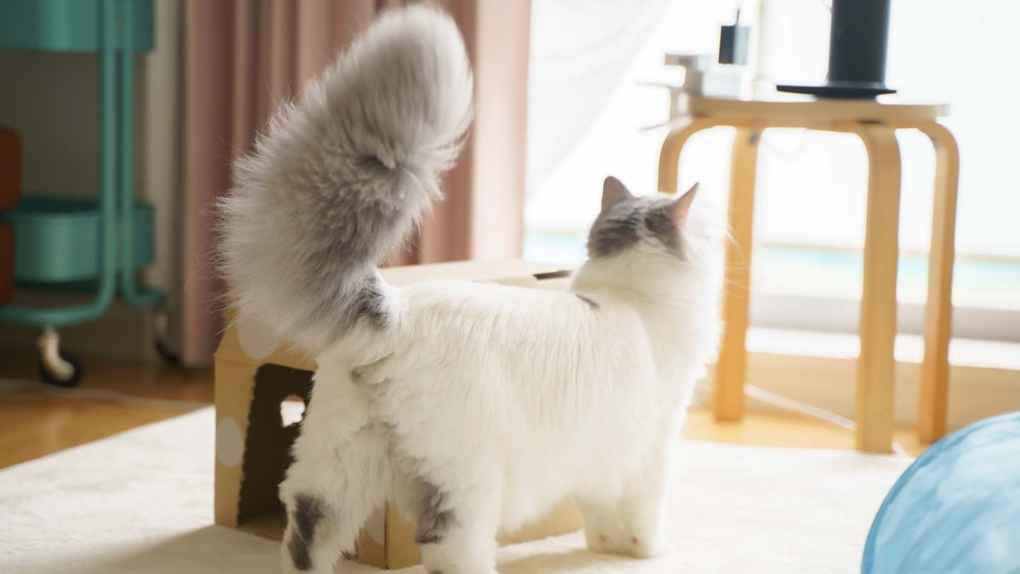 Why Is My Cat’s Tail All Puffed Up?